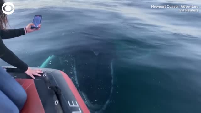 Watch: Whale Gets Up Close With California Whale Watchers