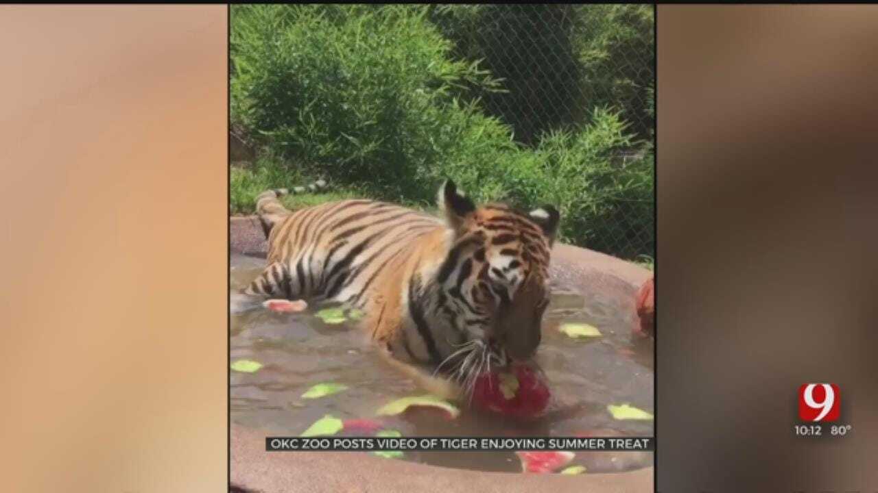 WATCH: Oklahoma City Zoo Tiger Enjoys A Taste Of Summer
