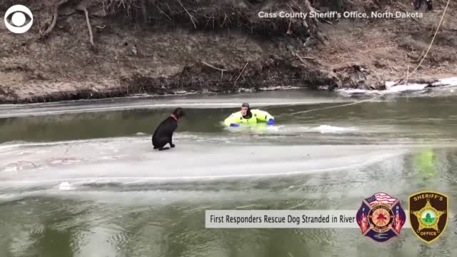 WATCH: A Passerby Rescues Dog Stranded On Icy River