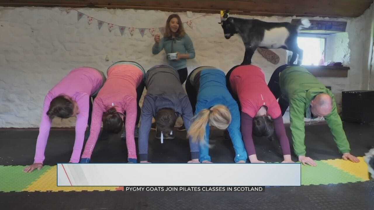 WATCH: A New Type Of Pilates Involves Goats