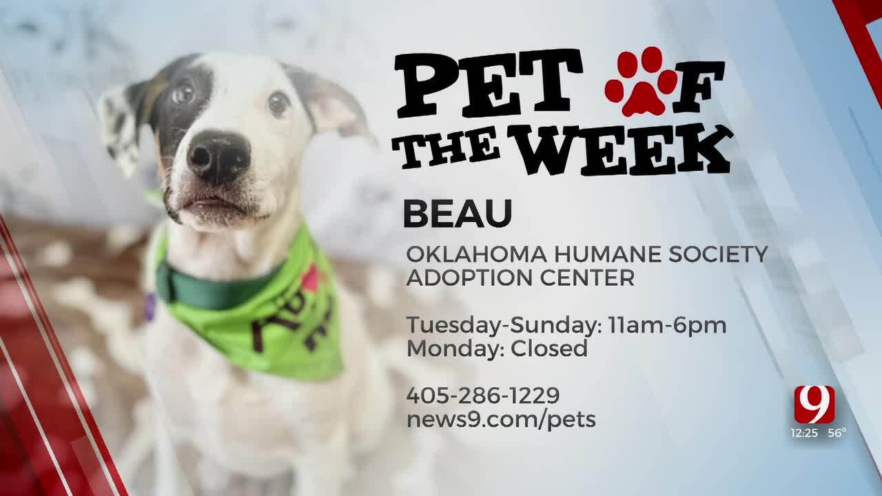 Pet Of The Week: Beau
