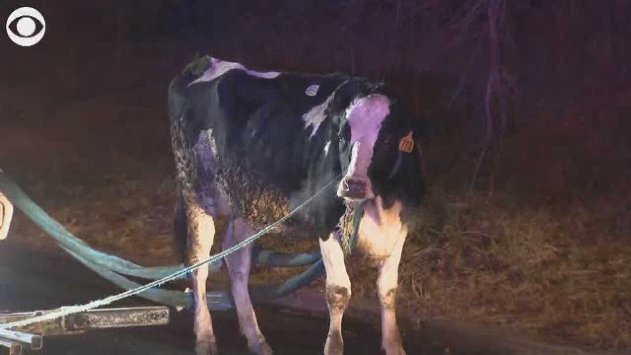 Cow On The Loose On New Jersey Highway