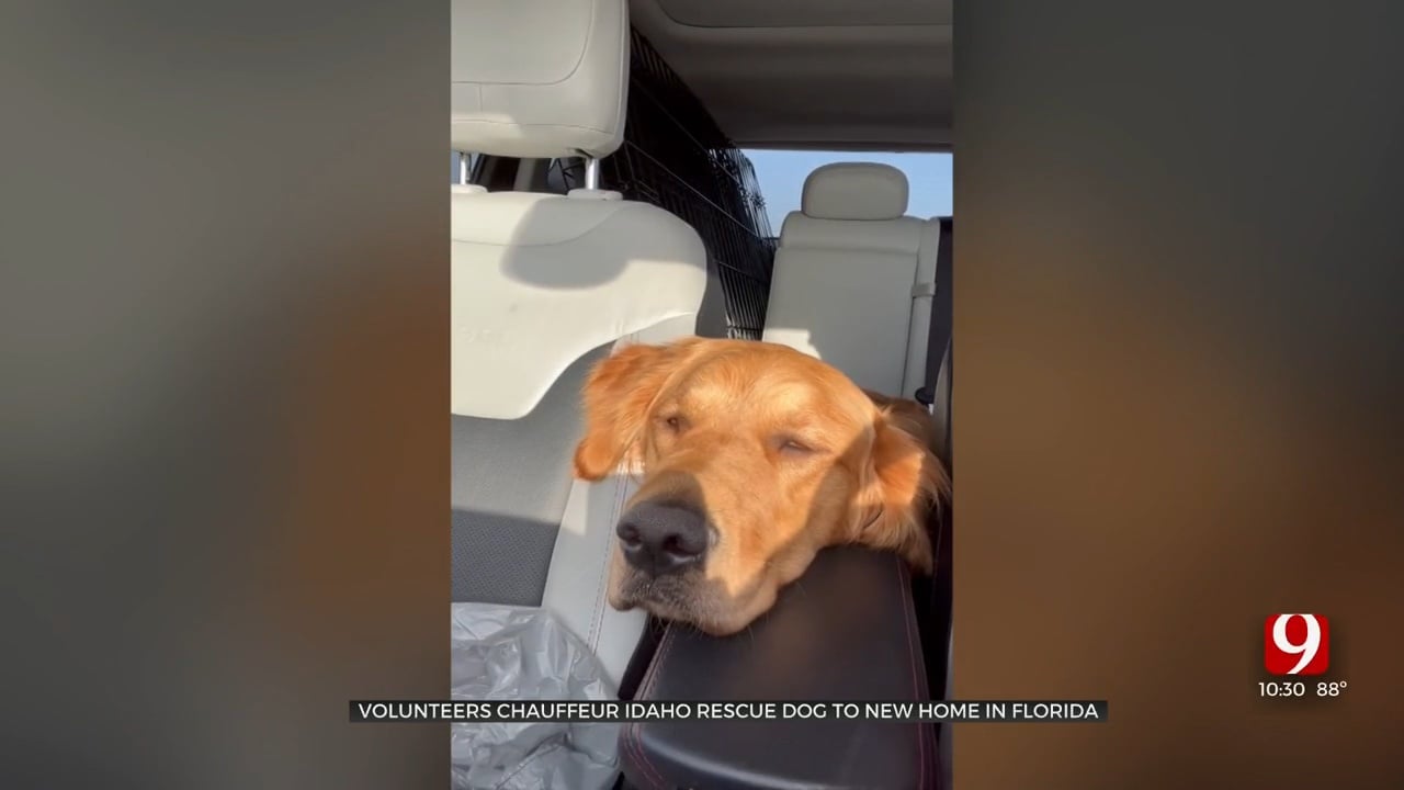 Idaho Golden Retriever Takes A Cross Country Road Trip To A New Home