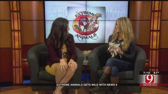 Extreme Animals Gets Wild With News 9