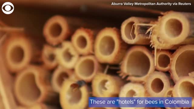 Watch: Community In Colombia Helps Bees With 'Bee Hotels'