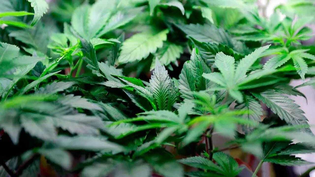 NEW STUDY: Medical Marijuana Does Not Reduce Opioid Deaths