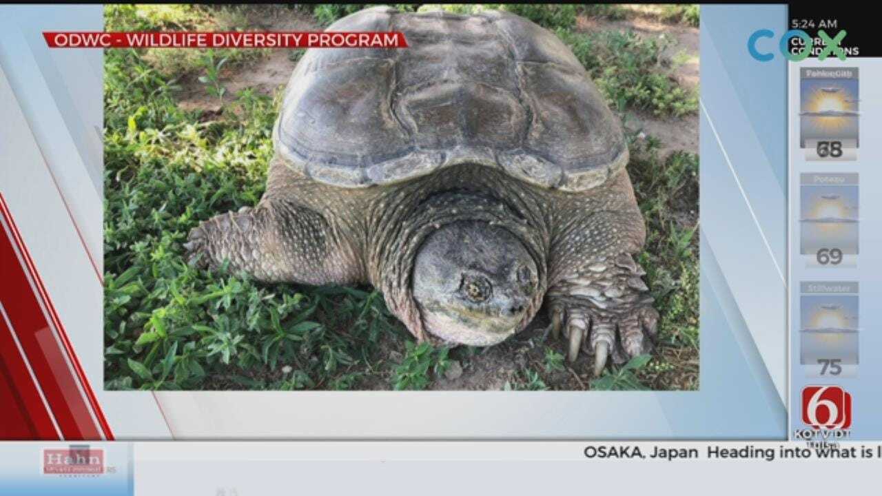 WOW: Huge Turtle Found At Oklahoma Panhandle State University