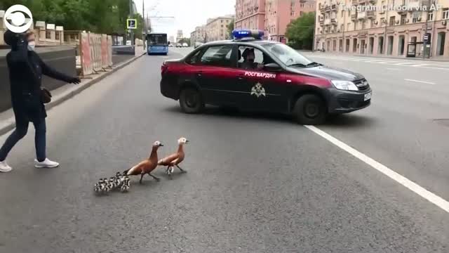 Watch: A Family Of Ducks Gets A Special Escort Across Busy Road