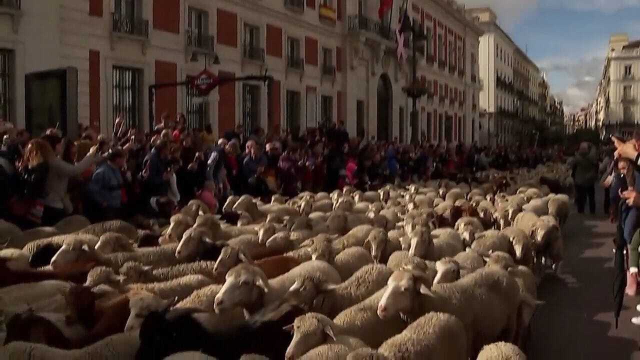 WATCH: Sheep Replace Traffic On Madrid Streets