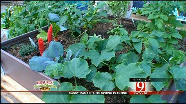 Sassy Mama Starts A Garden With Kids In Mind