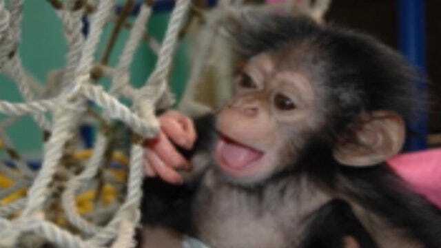 Raising Chimps At The Oklahoma City Zoo
