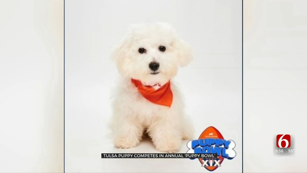 Puppy Bowl Participant From Tulsa Based Rescue