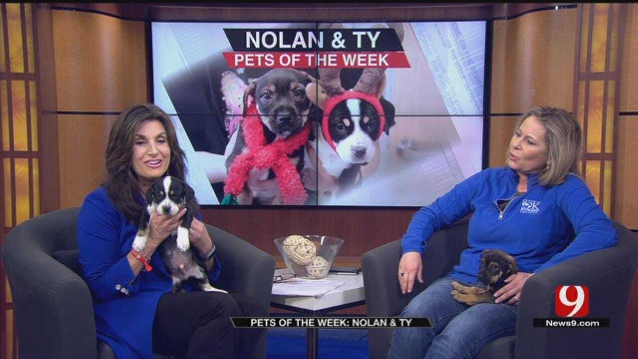 Pets of the Week: Nolan, Ty