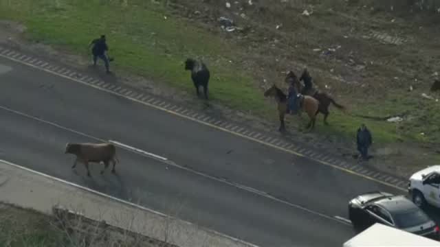 Watch: Cows Make A Break For It On I-80 Near Chicago