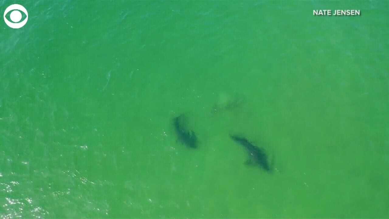 WATCH: Drone Captures Two Great White Sharks Interacting