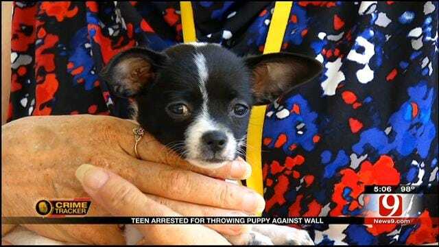 Puppy Recovers After Being Thrown Against Wall By OKC Woman