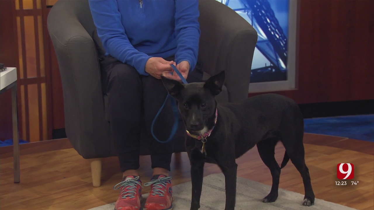 Pet Of The Week: Evelyn