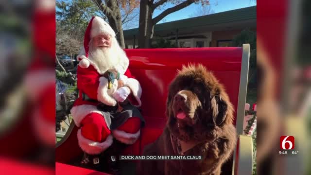 Dog & Duck Best Friends Make Holiday Trip To Visit Santa 