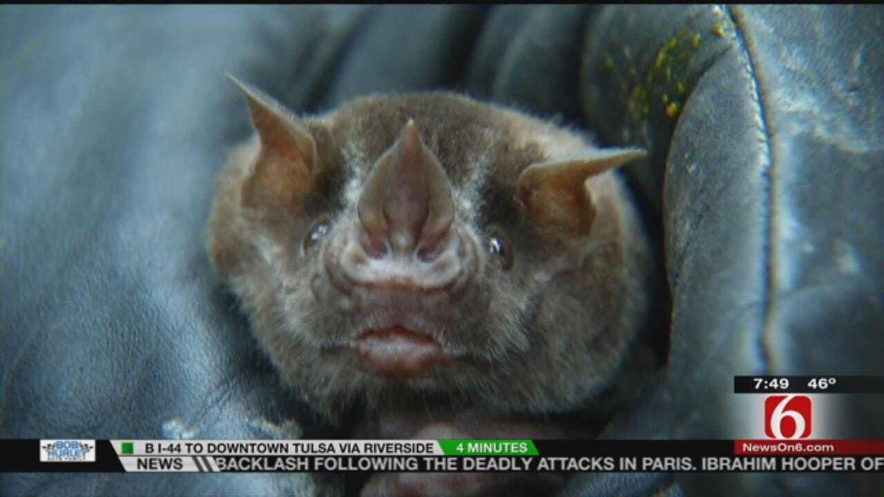 Wild Wednesday: Miss Piggy, The Fruit Bat At The Tulsa Zoo