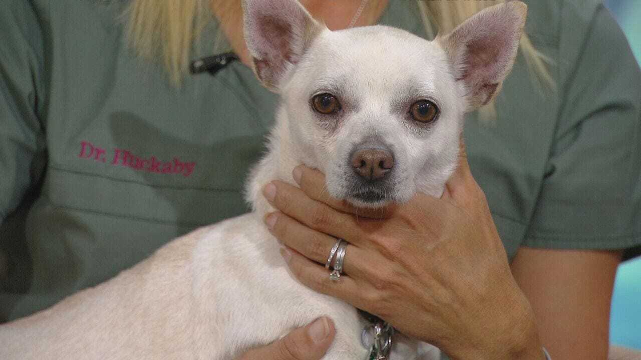 Ravioli: News On 6 Pet Of The Week For 8-9-19