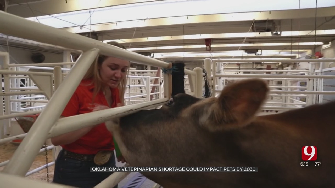 Future Of Veterinarian Care Uncertain As Many Begin To Retire  