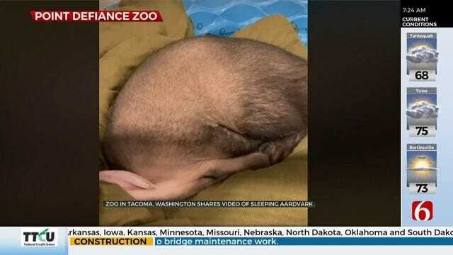 WATCH: Tilli The Aardvark Naps After A Long Day