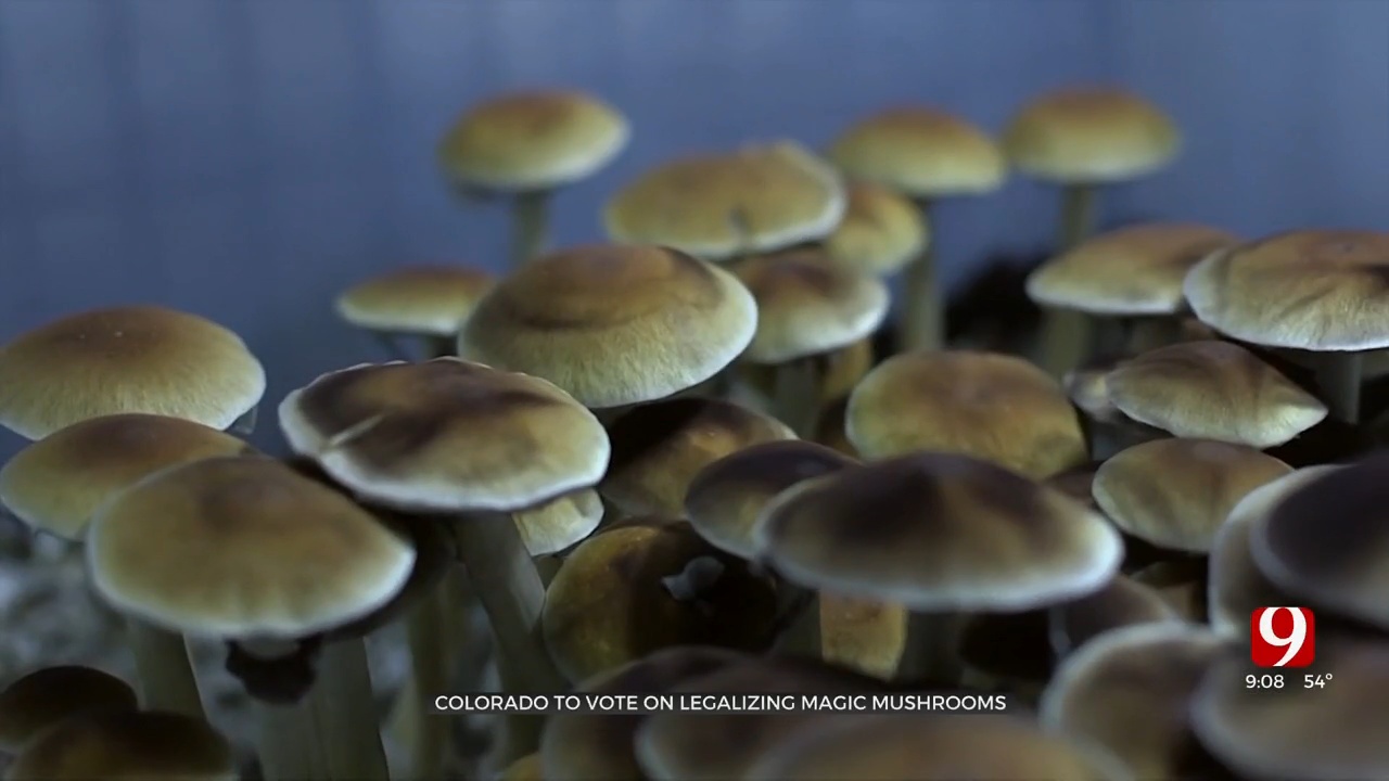 Colorado Voters To Determine Criminalization Status Of Magic Mushrooms