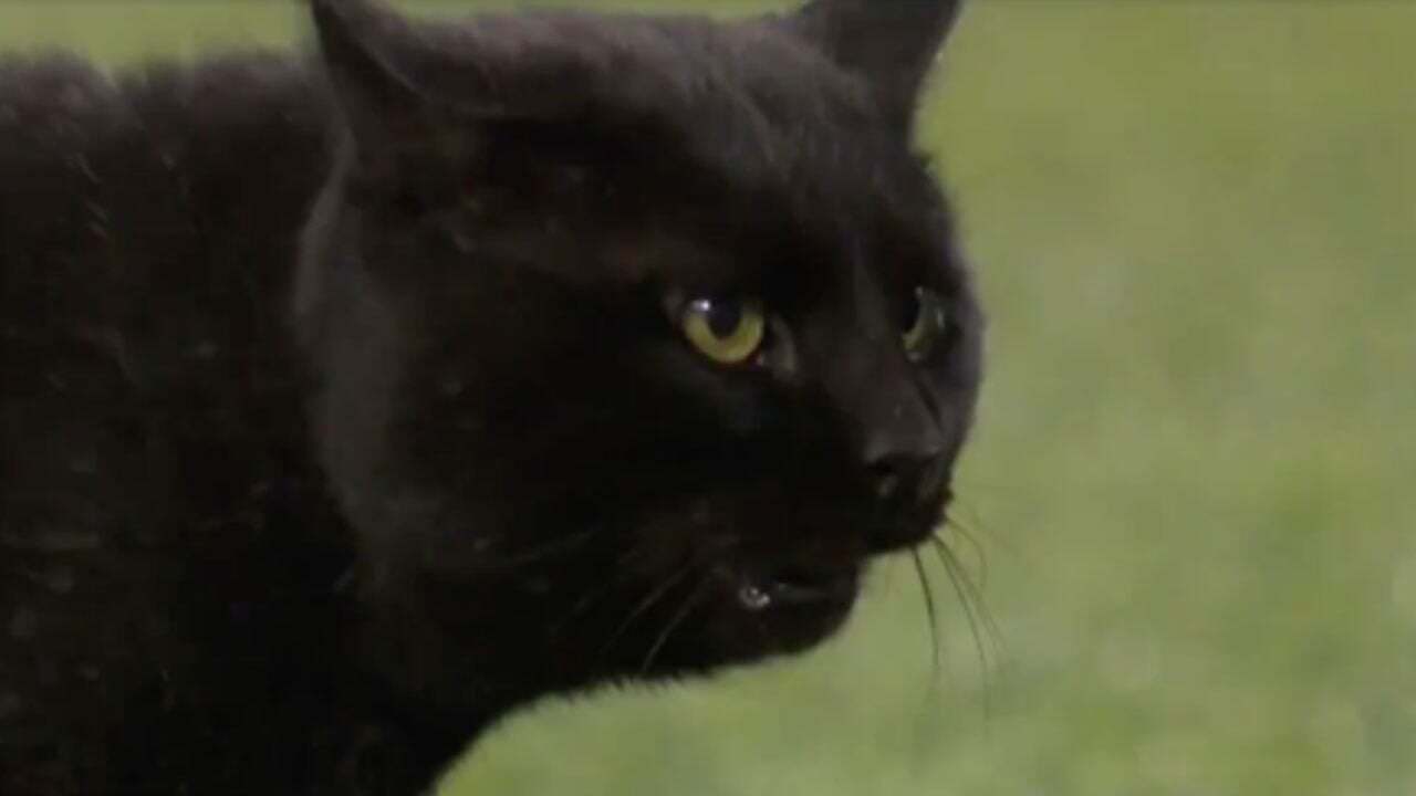 WATCH: Black Cat Takes The Field During Monday Night Football