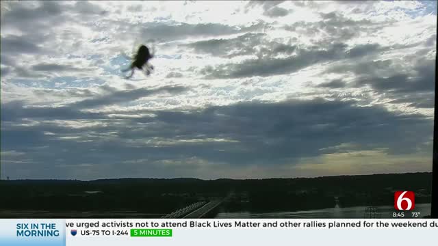Watch: Spider On Tower Cam Helps With Alan Crone's Forecast