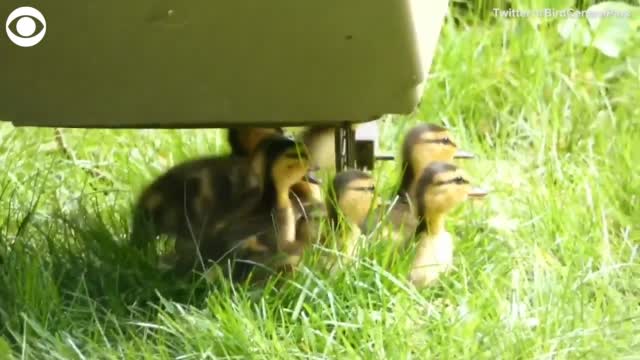 Watch: New York Officer Helps Mother Duck & Her Babies To Safety