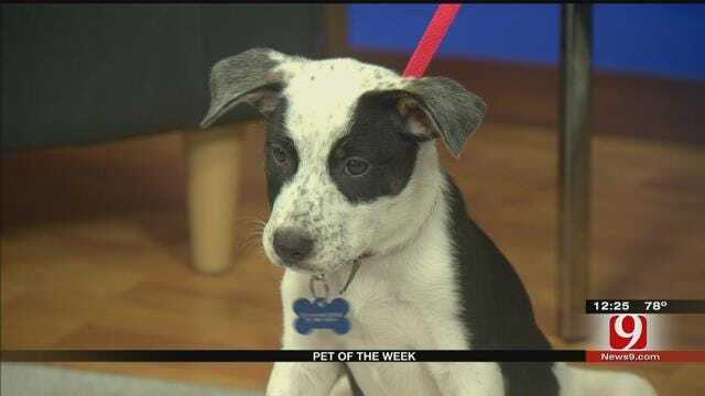 Pet Of The Week: Meet Lace