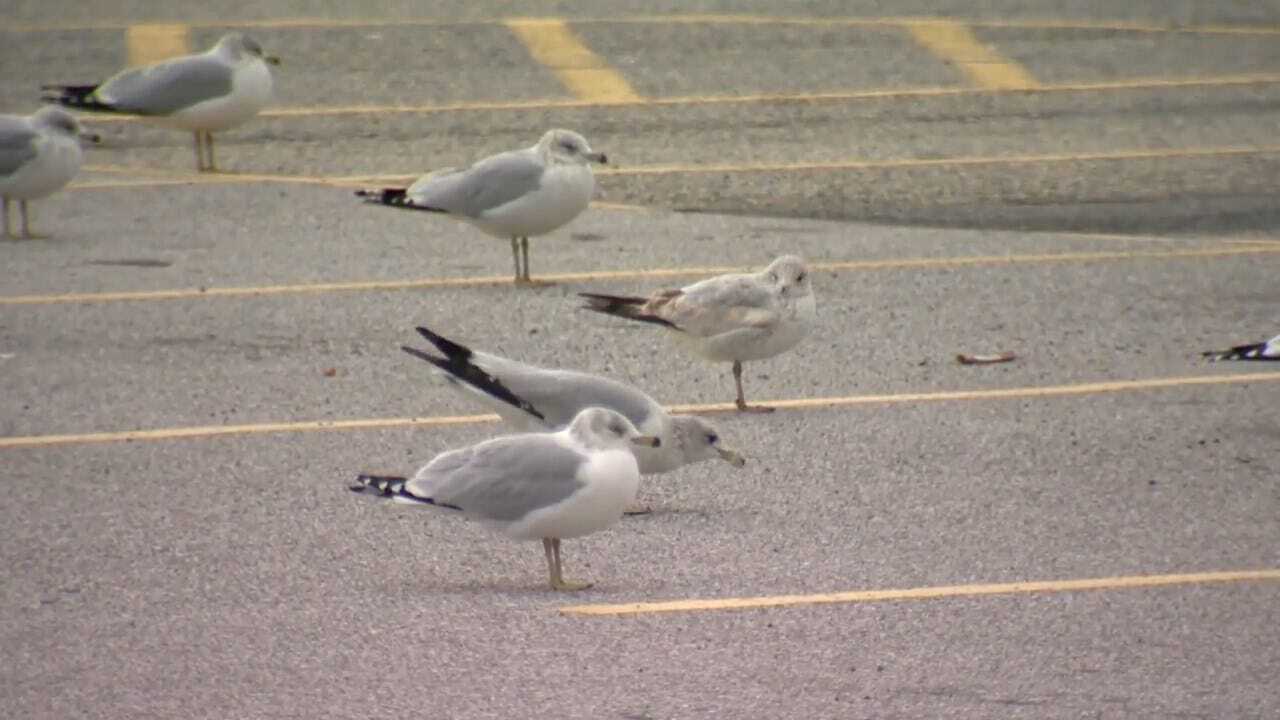 Police: Suspect Runs Over Seagulls After Luring Them With Popcorn