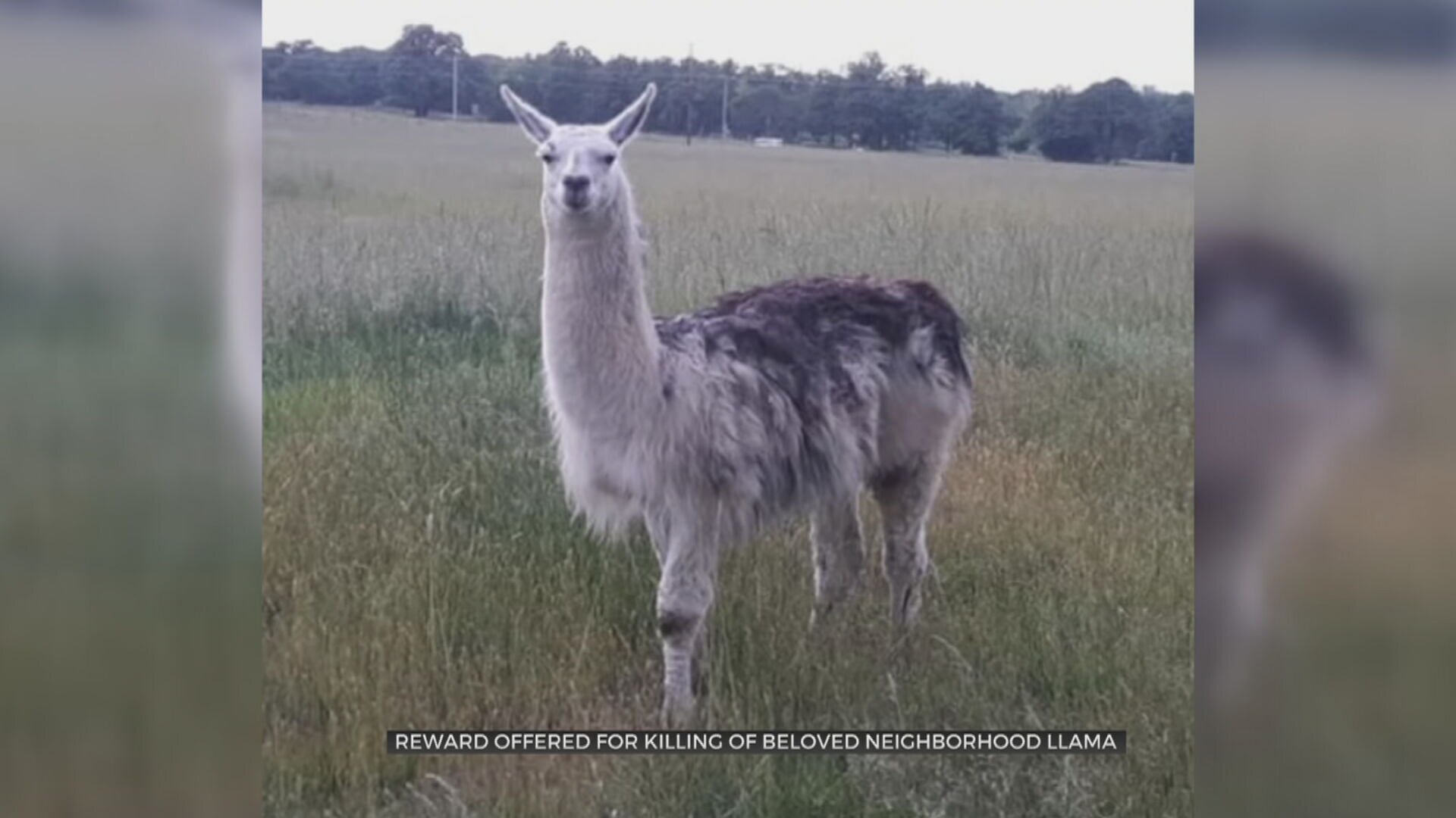 Sand Springs Couple Wants Person Who Killed Beloved Pet Llama Held Accountable