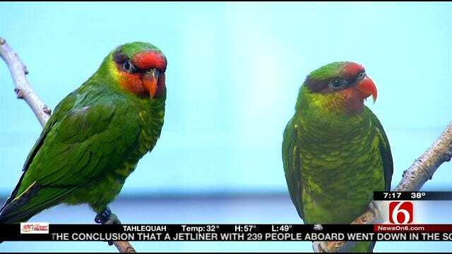 Wild Wednesday: Birds In Tulsa Zoo's Conservation Building