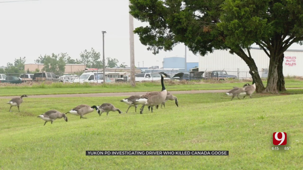 Police Investigate After Several Geese Run Over In Yukon