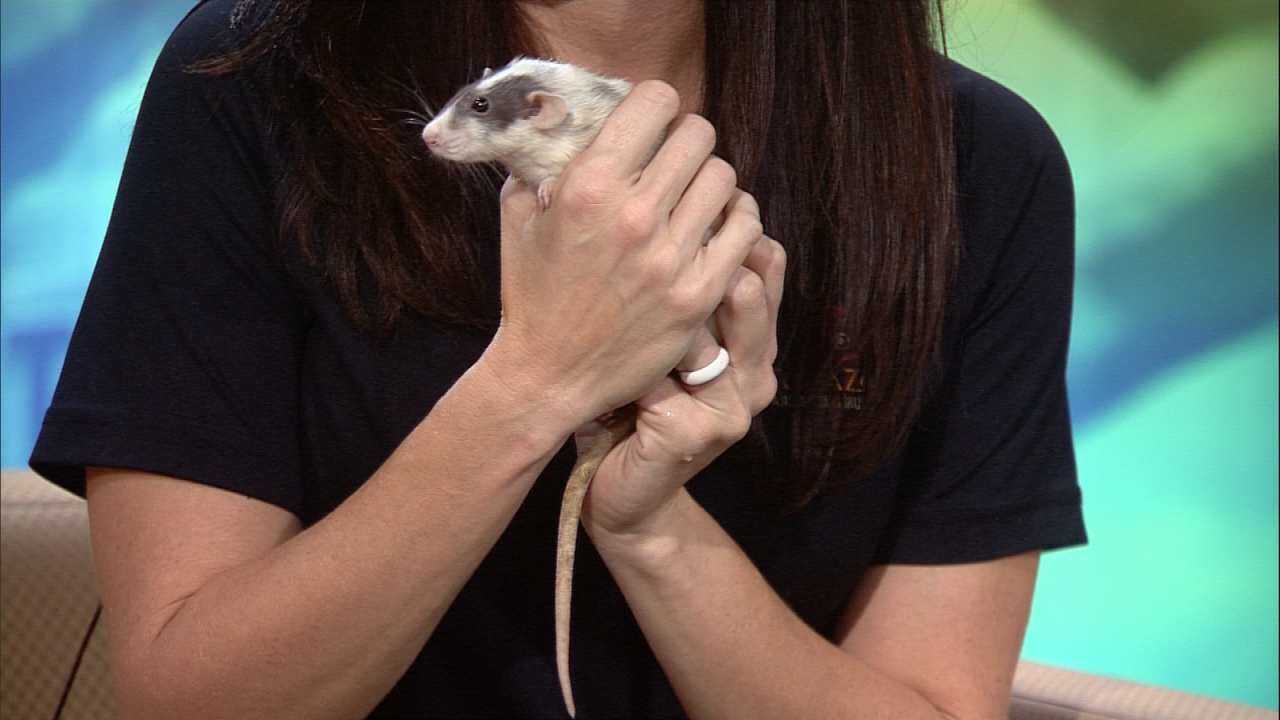 Tulsa Zoo Rat Visits 6 In The Morning On This Week's 'Wild Wednesday'