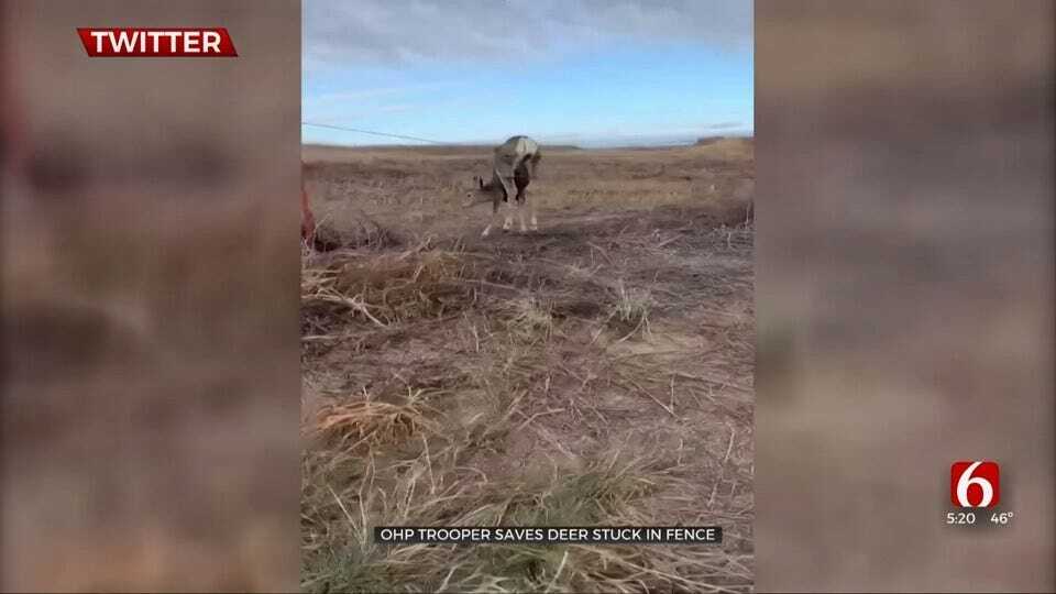 Oklahoma State Trooper Frees Deer Stuck In Fence