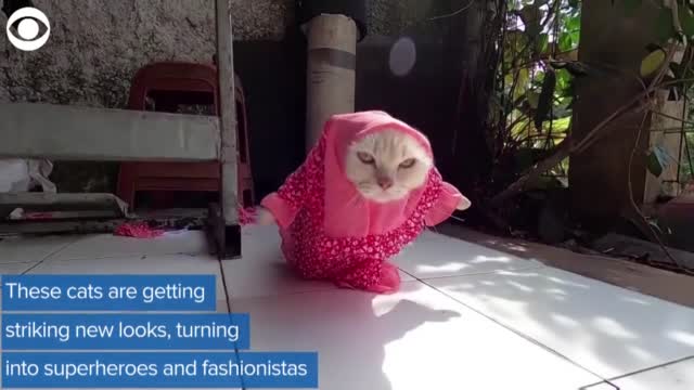WATCH: Man Creates Stylish Looks For Cats