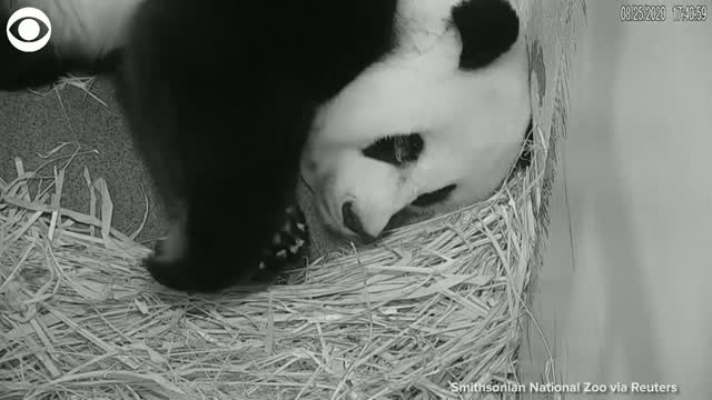 Watch: Panda Mom Cuddles Her Cub