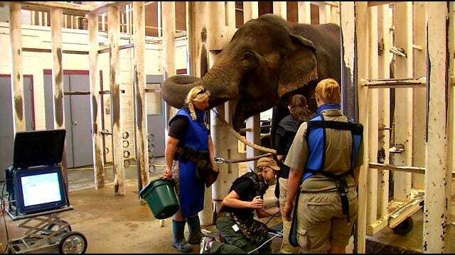 Wild Wednesday: The Tulsa Zoo's 63-Year-Old Elephant