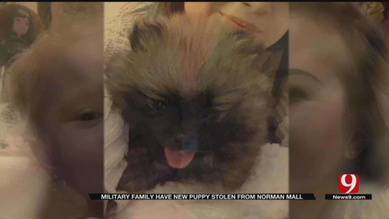 Army Soldier’s Family Searching For Puppy Stolen From Sooner Mall