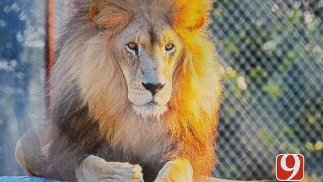 Grady County Tiger Safari Under Fire For Lion's Death