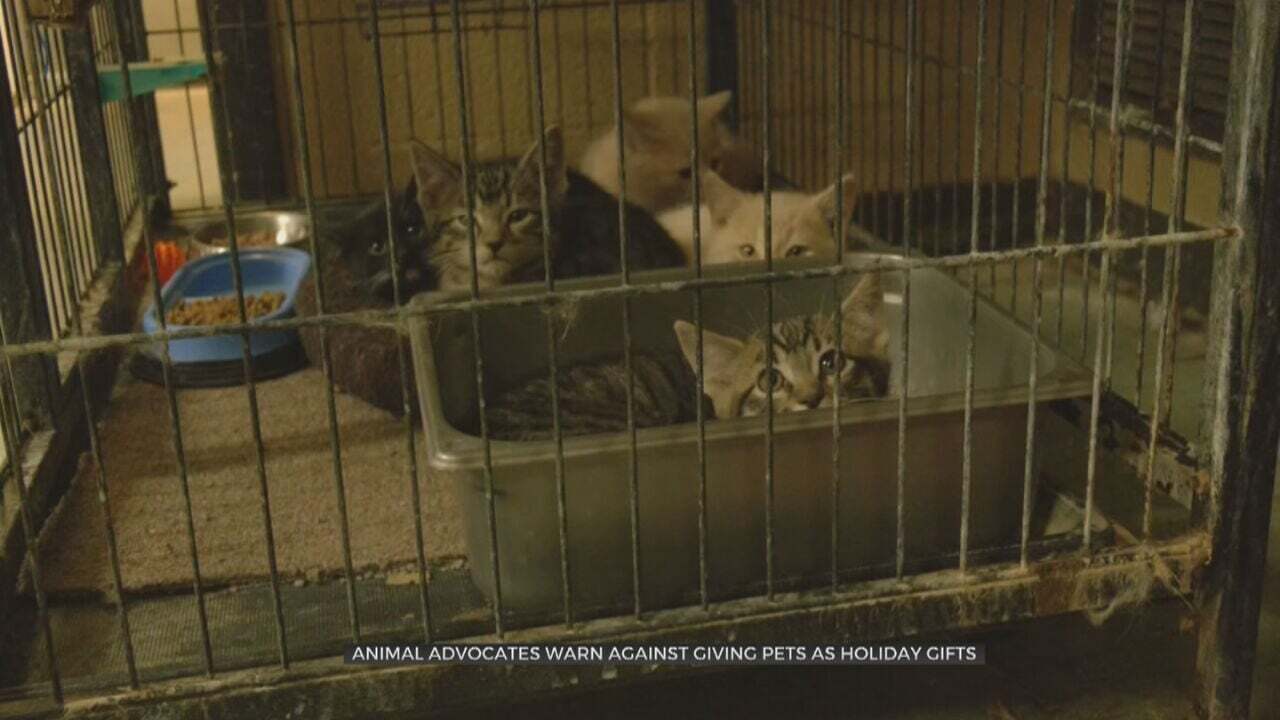 Local Animal Shelters Warns Against Giving Pets As Holiday Gifts 