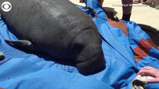 Watch: Rescued Manatees Released Off Florida Keys
