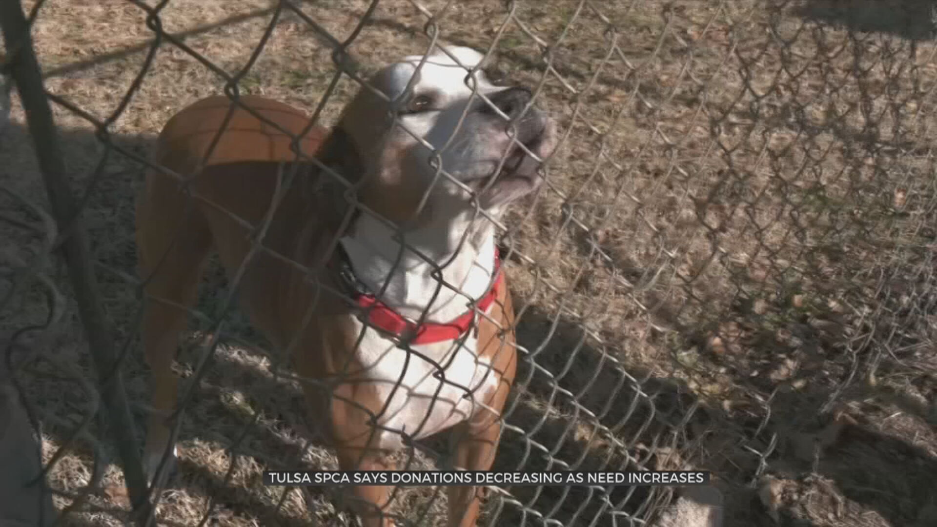 Tulsa SPCA Desperately Calls For Help As Donations Decline, Needs Increase 
