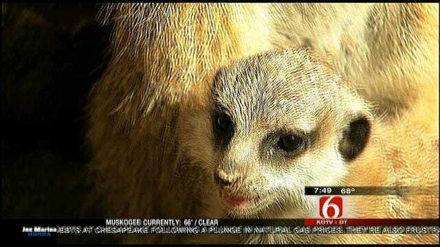Wild Wednesday: Baby Meerkat