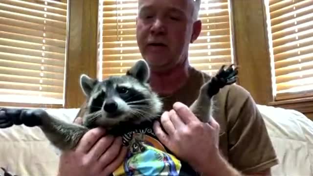 Meet Freddie The Raccoon, Owner Says He ‘Rules The Roost’ 