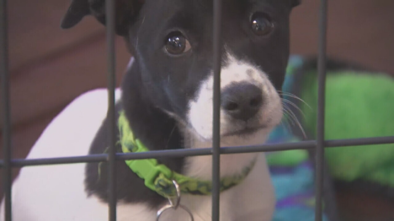Skiatook Pet Rescue Raises 70K After Reaching Out To Community