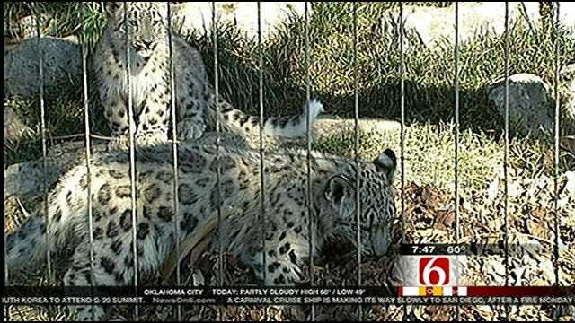 Wild Wednesday-Snow Leopards Cubs