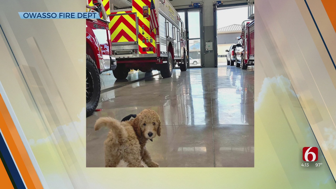 Owasso Fire Department Welcomes New Therapy Dog In Training 